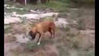 thirsty dog