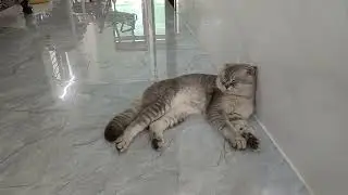 You Laugh You Lose👨‍🦰Funniest Dogs and Cats 2025🎉