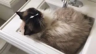 Charlie Cat Won't Wake Up. Geesh. 🐱 ❤️ Ragdoll Cat Sleeps in a Sink
