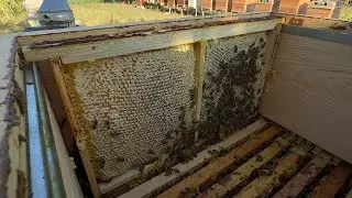 Bitmeyen bal sağımı Hasada devam |7| Sakin arı eğlenceli hasat