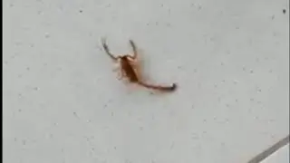 Sorry For The Scorpion #shorts