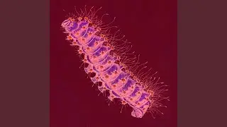 Ecdysone