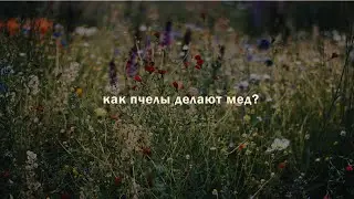 Как пчелы делают МЕД, сколько меда может сделать одна пчела за жизнь