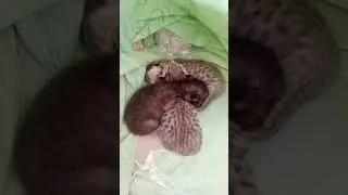 3 small baby, s of Black Cat 😺 #zahirpir