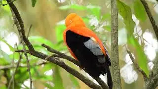Beautiful Parrot #nature #parrot