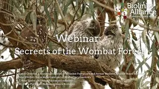 Secrets of the Wombat Forest
