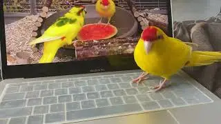 Попугай какарик свой среди чужих