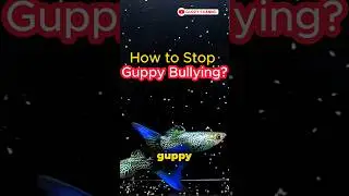 Guppy Fish Care - How to Stop Guppy Bullying ? #fishtank #aquarium #guppychannel