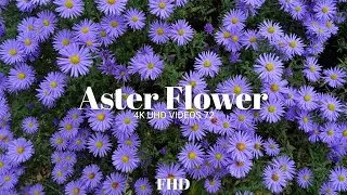 Aster Flower FHD video @4kuhdvideos722@8KWorld @8kEarth @RelaxationChannel