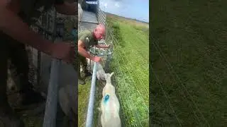 Professional Sheep Sorting