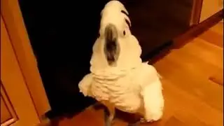 ПРИКОЛ ПОПУГАЙ МАТЕРИТСЯ