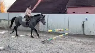 FOR SALE 4 YO GELDING - PROSPECT HUNTER