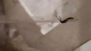 Chicken Spider 2009