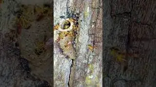 Abelha Jataí em câmera lenta