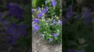 Balloon Flowers - reliable flowering perennial Full sun/part shade, zone 3-9