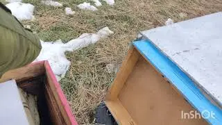 Зимовка пчел начинаю стимулировать матку к лучшему севу!