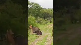 #shorts