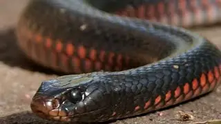 Red belly by DanZmen