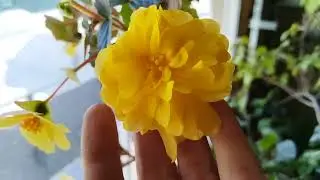 Новинки бегоний в моей коллекции 🏵️🌼🌸