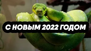 С НОВЫМ 2022 ГОДОМ
