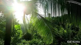 ASMR Relaxing Village MORNING Ambiance