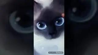 Какой кошкой мне быть? (чит опис)
