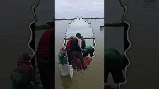 Camaron blanco,  pesca con atarraya