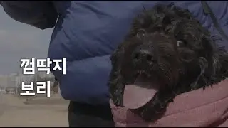껌딱지 보리 - clingy Bori