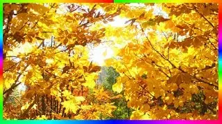 Золотая осень Осенние зарисовки Музыка для души 🍂🍁