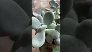 Композиция из суккулентов 10, пахифиьумы микс 