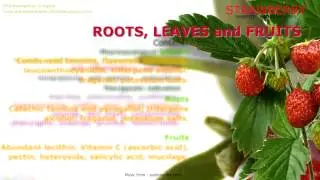 Strawberry. Benefits of Strawberry