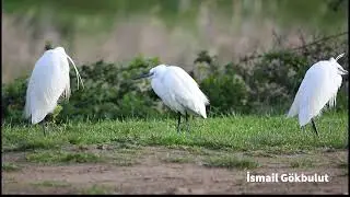 Küçük Ak Balıkçıl / Little Egret /vahşi yaşam /doğa /wildlife /bosphorus /İstanbul'un kuşları
