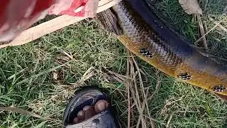 snakehead fishing,How to snake head fishing?maral machli pakadna,how shol or gojar mach sikar.
