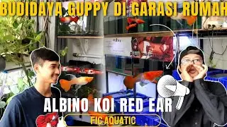 IKAN GUPPY ALBINO KOI RED EAR DI KEMBANGBIAKAN CUMA DI GARASI RUMAH!!