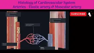 Histology Of Cardiovascular System  Arteries - Elastic & Muscular Arteries #Anatomy #mbbs #education