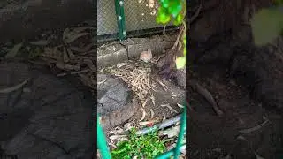 Малыш кролик 