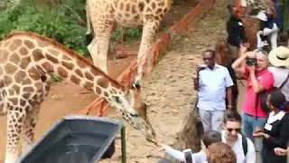 French Giraffe