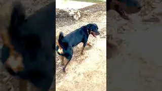 PAANI ME MASTI ROTTWEILER 🐕
