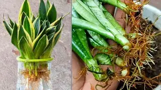 Cara perbanyakan lidah mertua dengan stek daun di air