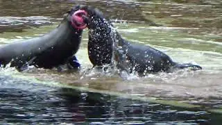 fur seals did not share the toy#zoo Wroclaw