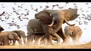 FİL VAKASI VE SONUÇLARI.VAKA FİL.HADİSE FİL.FİL OLAYI.EBREHENİN SONU.EBABİL KUŞLARI