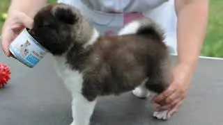 ДЕКСТЕР