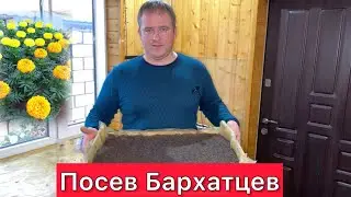 Посев БАРХАТЦЕВ
