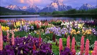 The Lumineers - Flowers in Your Hair w/Lyrics