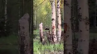 Встреча с медведем