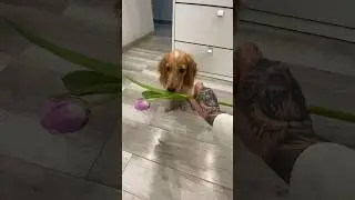 ПОЗДРАВЛЯЮ 🐕🌷