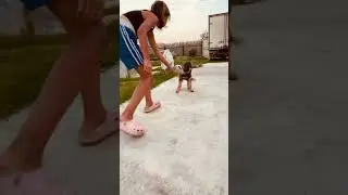 Немецкая овчарка девочка