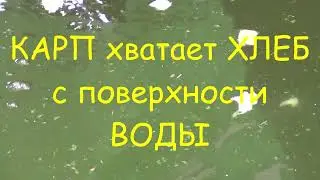 КАРП хватает КОРКУ ХЛЕБА с поверхности ВОДЫ