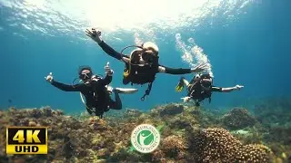 Nature's Harmony  - Underwater world (4K Video)