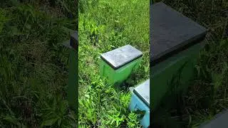 Отводки на неплодных маток